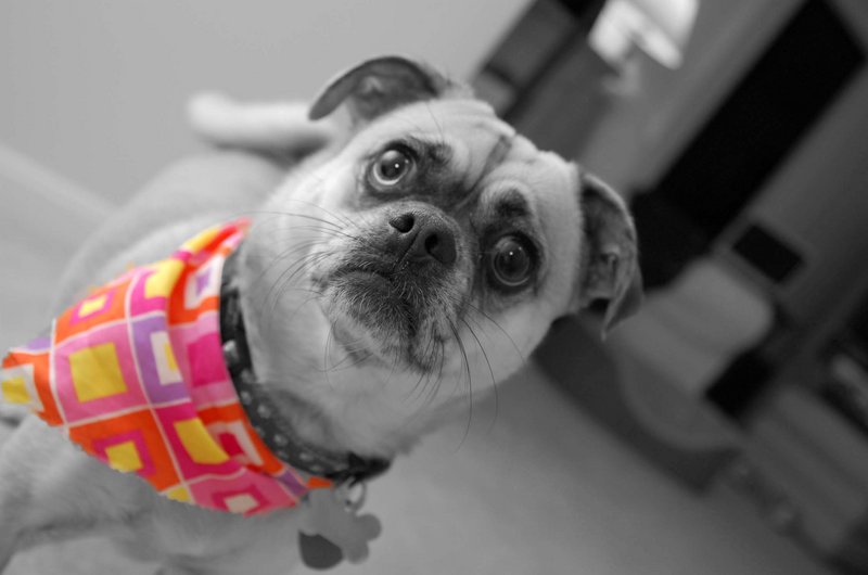 My Bandana