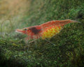 Cherry Shrimp