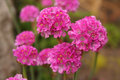 PinkBalls