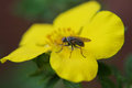 Lil Fly