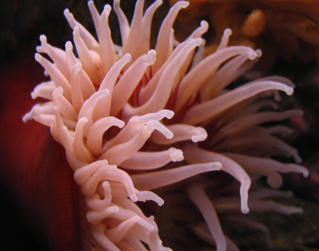 Anemone