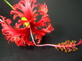 flowers 048.jpg