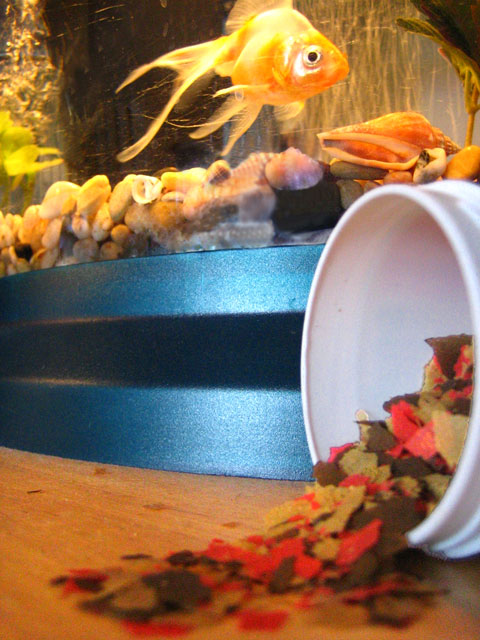 fishfood.jpg