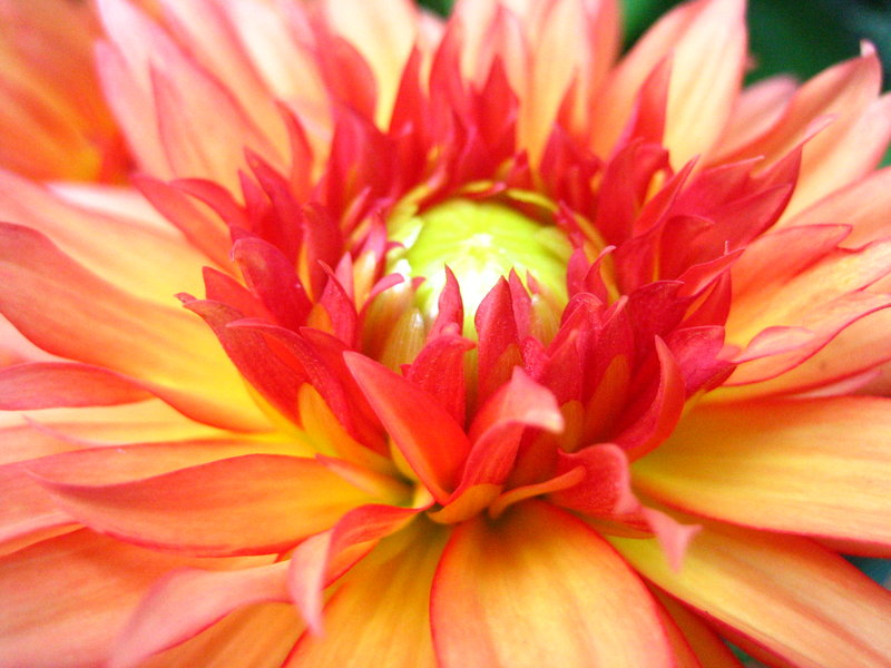 flowers 004.jpg