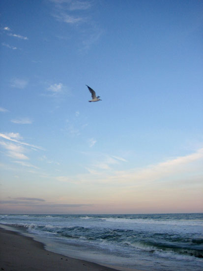 gull.jpg