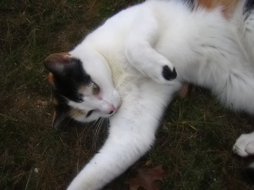 Day 12 - More Molly