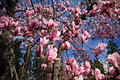 Tulip Tree
