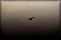 Egret