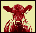 True bovine colors