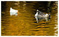 How the Goose became Golden