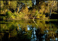 Township Pond