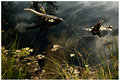 Submerged