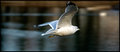 Lake Ellis Seagull
