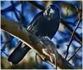 RavenAndMouse1CropWeb1.jpg