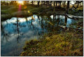 Pond Reflections