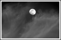 Daylight Moon