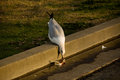Seagull Dinner