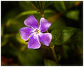 Vinca