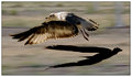 In tandem I fly