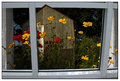 Farm flowers
