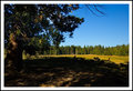 Butte Meadows