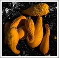 Garden Squash