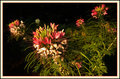 Cleome in morning sun