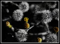 B&W...and yellow
