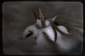 Snow Cactus