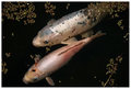 Carp 1