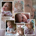 Phoenix Rose Montage