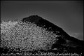 North Butte with Snow Geese