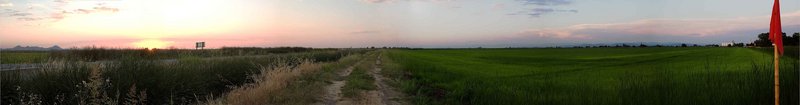 RicefieldSunset