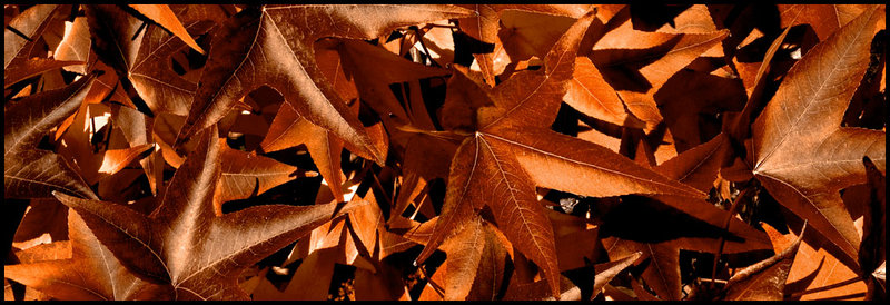 Fall-Leaves-1Web.jpg