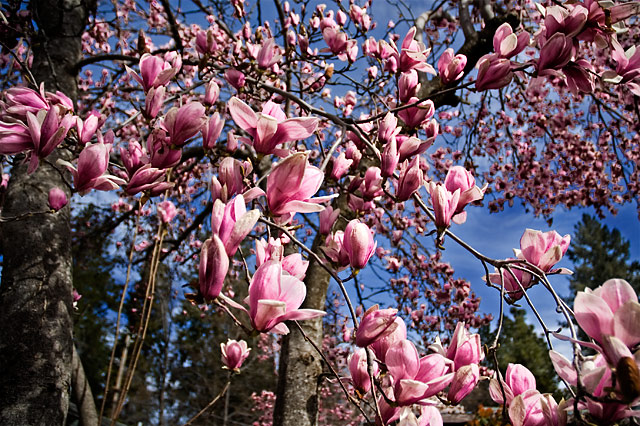 Tulip Tree