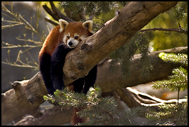 RedPanda1Web1.jpg