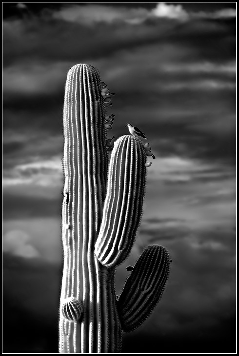 Saguaro and Dove