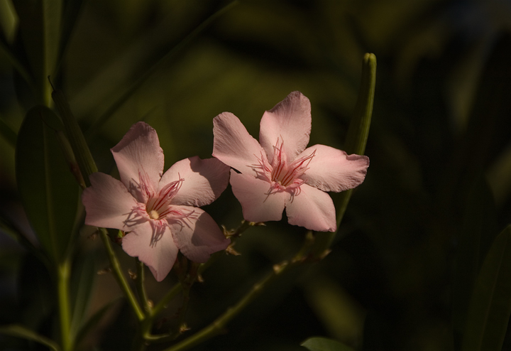 Blossoms