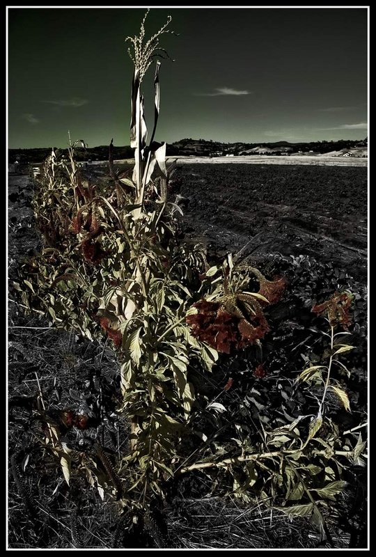 Cornstock1Web2.jpg