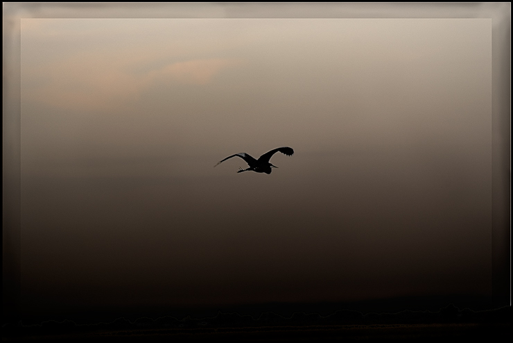 Egret