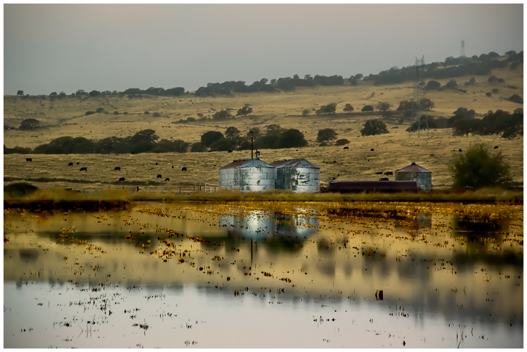 Rice Field Reflection