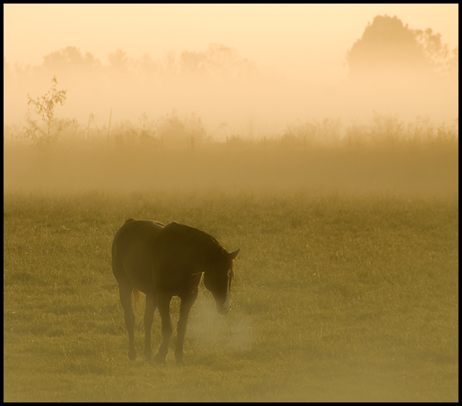 Horse in Fog