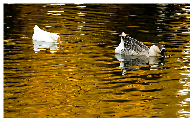 How the Goose became Golden