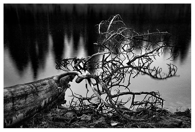 Snag in Reflection Lake at Mt. Lassen
