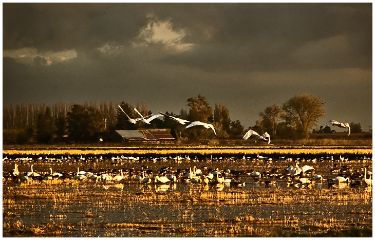 Winter Geese Fields