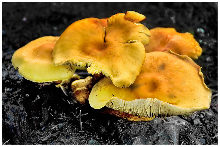 Shrooms