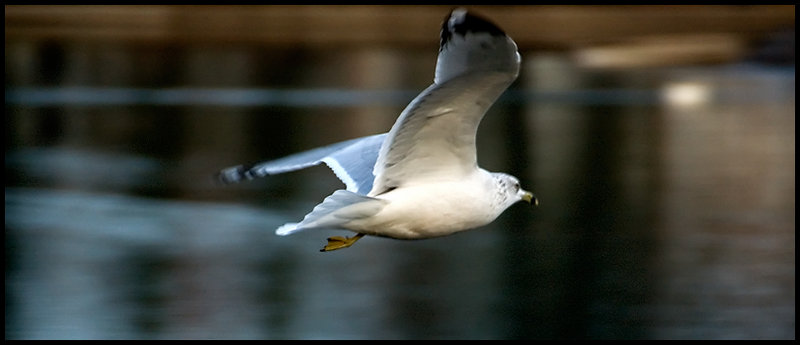 Lake Ellis Seagull