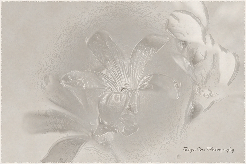 Shamrock Blossom