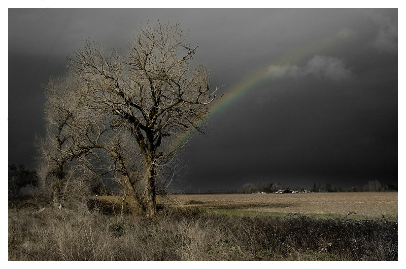 Rainbow and Tree