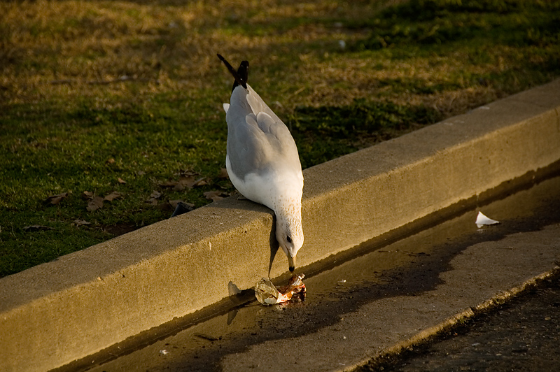 Seagull Dinner